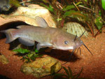Ameiurus nebulosus: Das kleinere der beiden Tiere.