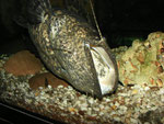 Cephalosilurus nigricaudus