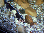 Clarias batrachus