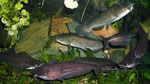 Ameiurus nebulosus und Schilbe intermedius