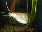 Hemibagrus nemurus: Variante "Yellow Mystus"