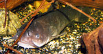 Ameiurus nebulosus