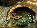 Cephalosilurus fowleri