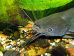 Heteropneustes fossilis