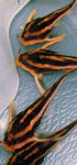 Platydoras costatus