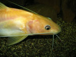 Hemibagrus nemurus: Variante "Yellow Mystus"