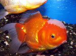 Goldfische wurden in allen möglichen Zuchtformen angeboten.