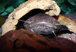 Cephalosilurus apurensis und Potamotrygon hystrix