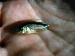Panzerwels (Corydoras spec.)