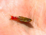 Brittanichthys myersi.