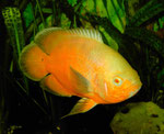 Astronotus ocellatus Zuchtform "Roter Oscar" (hier schon fast orangefarben)