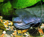 Heteropneustes fossilis