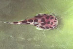 Liosomodoras oncinus (Länge: 1,5 cm)