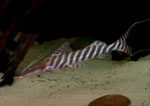 Brachyplatystoma tigrinum