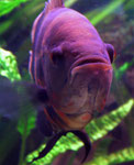 Astronotus ocellatus (Pfauenaugenbuntbarsch)