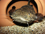 Cephalosilurus apurensis
