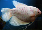 Große Fische sind sehr beliebt und wenn große Tiere von Natur aus recht farblos sind, helfen mache Leute mit Tätowierungen nach.