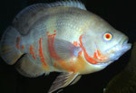 Pfauenaugenbuntbarsch semi-albino