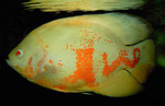 Astronotus ocellatus Albinovariante (männliches Tier)