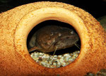 Pseudopimelodus bufonius
