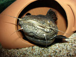 Cephalosilurus apurensis: stets wachsam