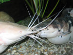 Clarias batrachus (Walking Catfish, Wanderwels)