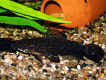 Megalechis picta