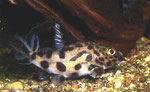 Synodontis multipunctatus - Mutant