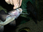 Stierantennenwels (Aguarunichthys torosus): Gierig reißt er es aus meinen Fingern.