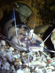 Clarias batrachus