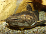 Cephalosilurus fowleri