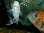 Pimelodus ornatus & Heros efasciatus spec. "Rotkeil"