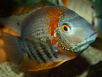 Heros efasciatus spec. "Rotkeil"
