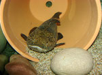 Cephalosilurus apurensis