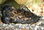 Cephalosilurus apurensis: Die Jugendfärbung ist besonders kontrastreich.