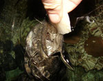 Cephalosilurus apurensis (semiadult) schnappt sich an der Wasseroberfläche den Fischhappen.