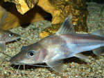 Pimelodus ornatus (Schmuckantennenwels)