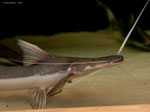 Brachyplatystoma platynemum