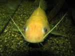 Porträt von Hemibagrus nemurus adult ("Yellow Mystus")