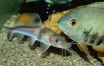 Andere Arten hinreichender Größe (hier: Heros efasciatus spec. "blue") duldet Pimelodus ornatus sogar in der Nähe des eigenen Unterschlupfes.