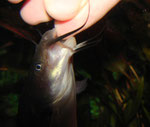 Ameiurus nebulosus: Ein Biss in den Finger soll den Pfleger dazu bewegen, die Pellets endlich freizugeben.