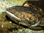 Cephalosilurus fowleri