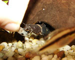 Frosch-Fettwels (Batrochoglanis raninus) bei der Fütterung von Hand.