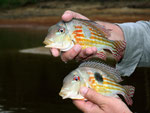 Rio Tefé-Reise 2010: Diese wunderschöne Farbvariante des Geophagus proximus ist in den flachen Seitenarmen des Oberlaufes zu finden.