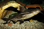 Pterodoras granulosus