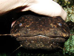 Cephalosilurus nigricaudus