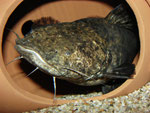 Cephalosilurus apurensis