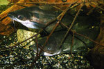 Ameiurus nebulosus und Schilbe intermedius