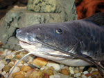 Calophysus macropterus adult