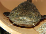 Cephalosilurus apurensis